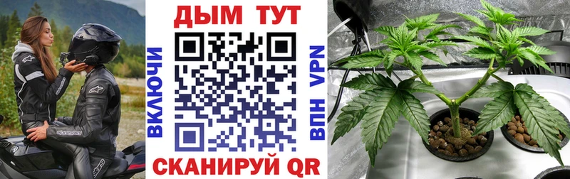 Каннабис сатива  Новотроицк 